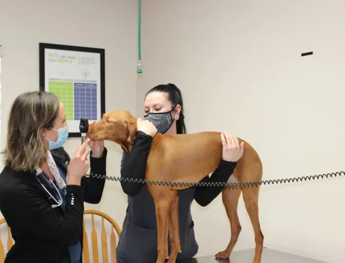 Hunter Animal Hospital staff performing a check up on a dog 